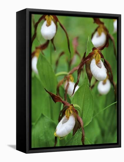 Lady Slippers in the Flathead National Forest, Montana, USA-Chuck Haney-Framed Premier Image Canvas