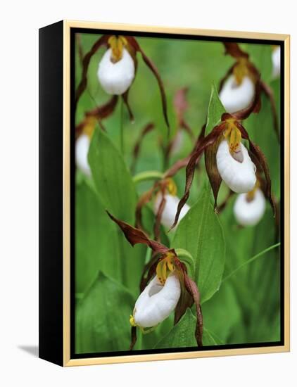 Lady Slippers in the Flathead National Forest, Montana, USA-Chuck Haney-Framed Premier Image Canvas