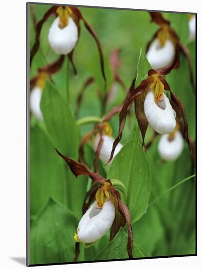 Lady Slippers in the Flathead National Forest, Montana, USA-Chuck Haney-Mounted Photographic Print