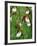 Lady Slippers in the Flathead National Forest, Montana, USA-Chuck Haney-Framed Photographic Print