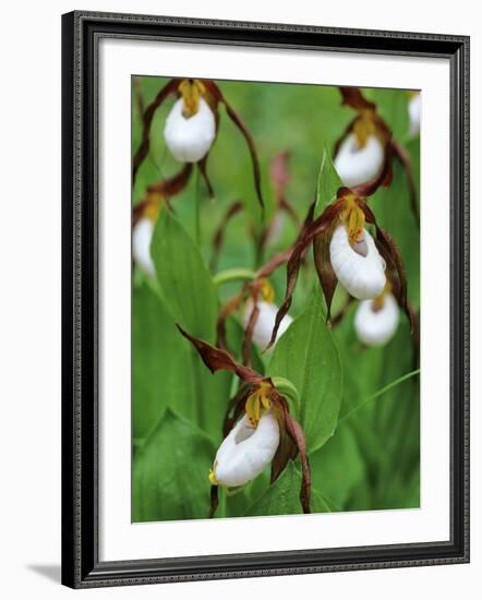 Lady Slippers in the Flathead National Forest, Montana, USA-Chuck Haney-Framed Photographic Print