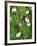 Lady Slippers in the Flathead National Forest, Montana, USA-Chuck Haney-Framed Photographic Print