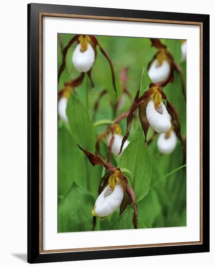 Lady Slippers in the Flathead National Forest, Montana, USA-Chuck Haney-Framed Photographic Print