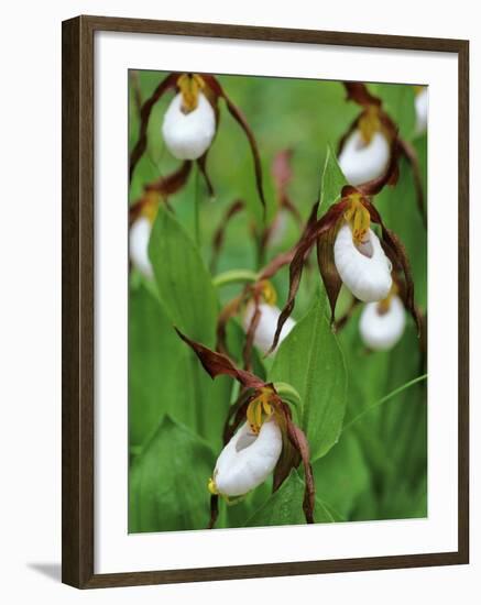 Lady Slippers in the Flathead National Forest, Montana, USA-Chuck Haney-Framed Photographic Print