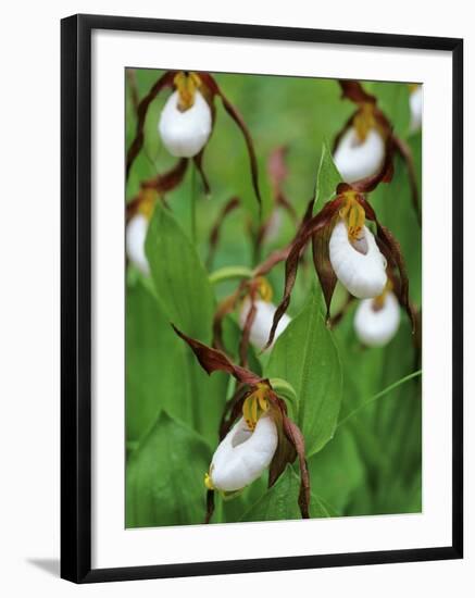 Lady Slippers in the Flathead National Forest, Montana, USA-Chuck Haney-Framed Photographic Print