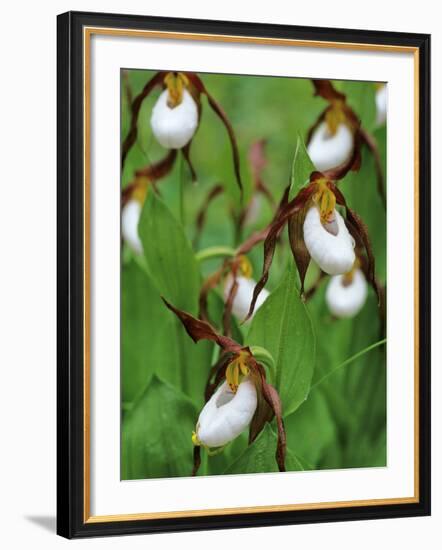 Lady Slippers in the Flathead National Forest, Montana, USA-Chuck Haney-Framed Photographic Print