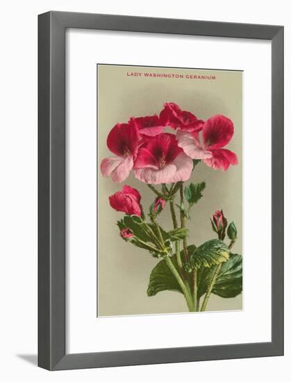 Lady Washington Geranium-null-Framed Art Print