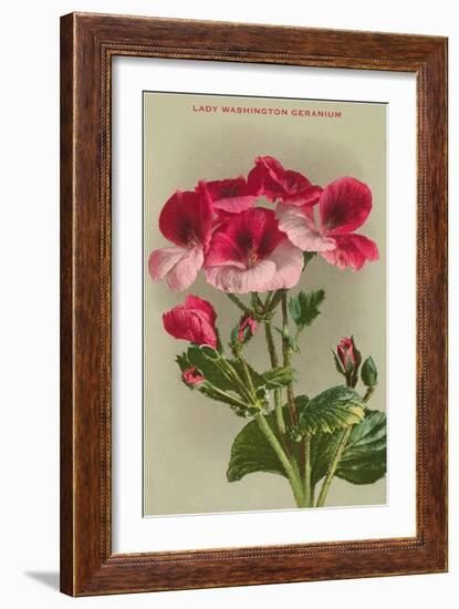 Lady Washington Geranium-null-Framed Art Print