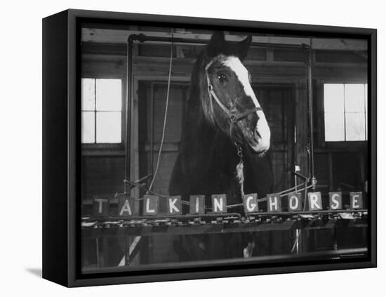 Lady Wonder, a Clairvoyant Talking Horse, Can Count and Spell Its Name-Hank Walker-Framed Premier Image Canvas