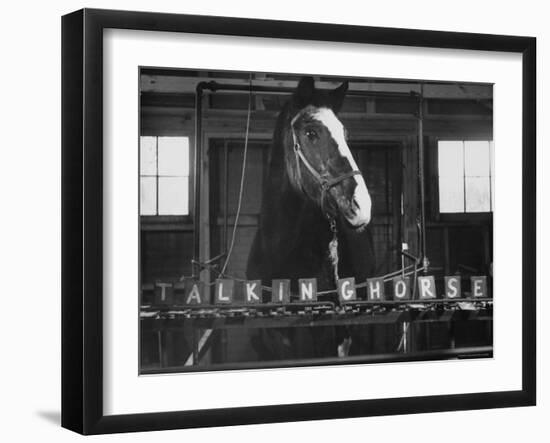 Lady Wonder, a Clairvoyant Talking Horse, Can Count and Spell Its Name-Hank Walker-Framed Photographic Print