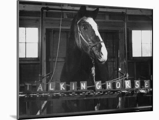 Lady Wonder, a Clairvoyant Talking Horse, Can Count and Spell Its Name-Hank Walker-Mounted Photographic Print