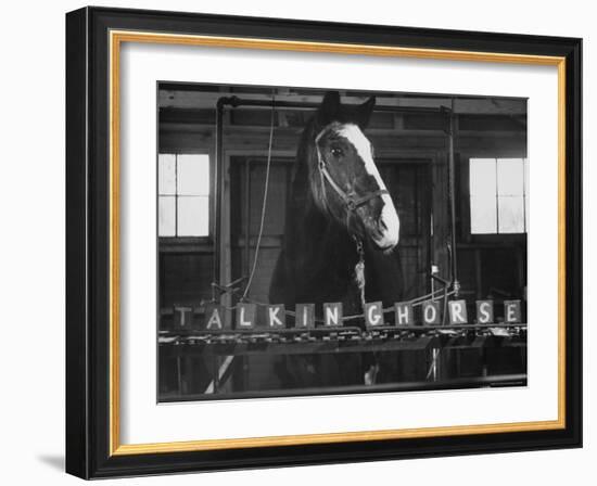 Lady Wonder, a Clairvoyant Talking Horse, Can Count and Spell Its Name-Hank Walker-Framed Photographic Print