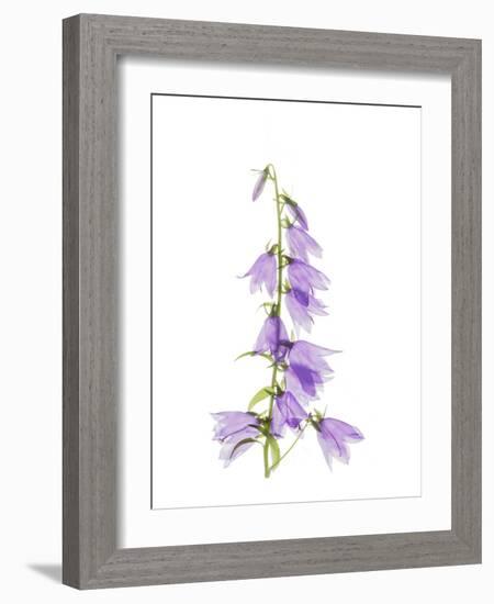 Ladybells-Judy Stalus-Framed Art Print