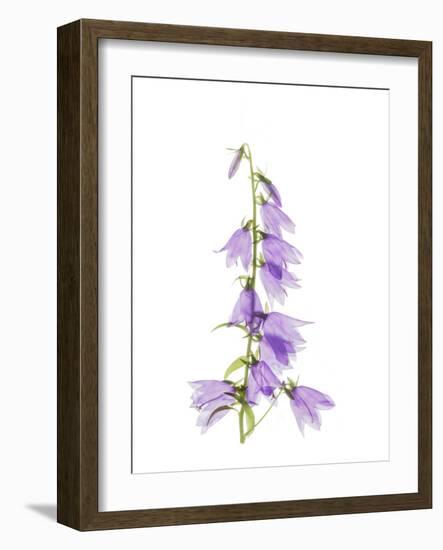 Ladybells-Judy Stalus-Framed Art Print