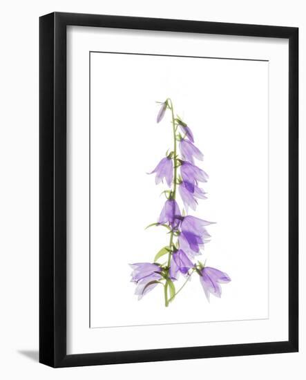 Ladybells-Judy Stalus-Framed Art Print