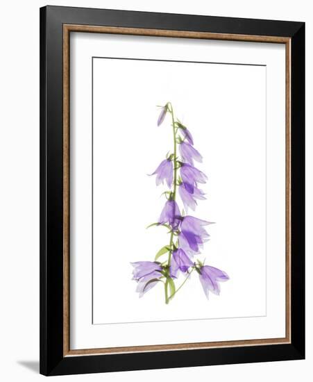 Ladybells-Judy Stalus-Framed Art Print