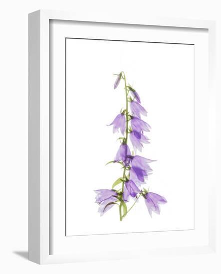 Ladybells-Judy Stalus-Framed Art Print