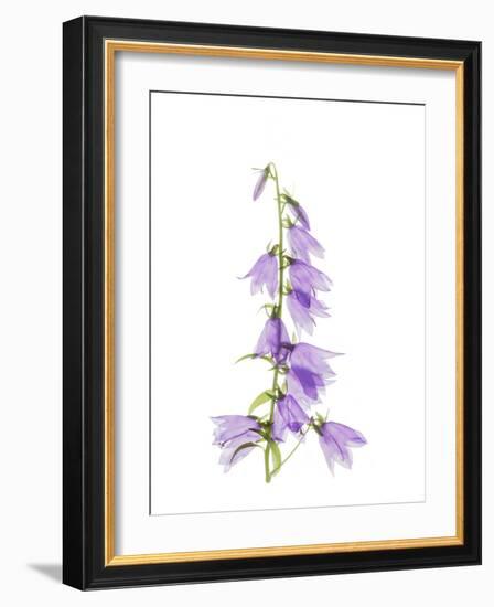 Ladybells-Judy Stalus-Framed Art Print