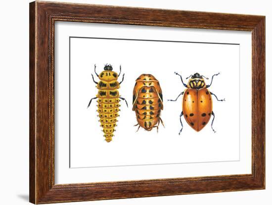 Ladybird Beetle Larva, Pupa and Adult (Coccinellidae), Ladybug, Insects-Encyclopaedia Britannica-Framed Art Print