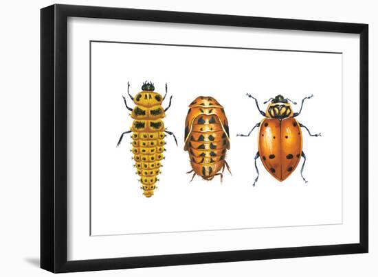 Ladybird Beetle Larva, Pupa and Adult (Coccinellidae), Ladybug, Insects-Encyclopaedia Britannica-Framed Art Print