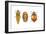 Ladybird Beetle Larva, Pupa and Adult (Coccinellidae), Ladybug, Insects-Encyclopaedia Britannica-Framed Art Print