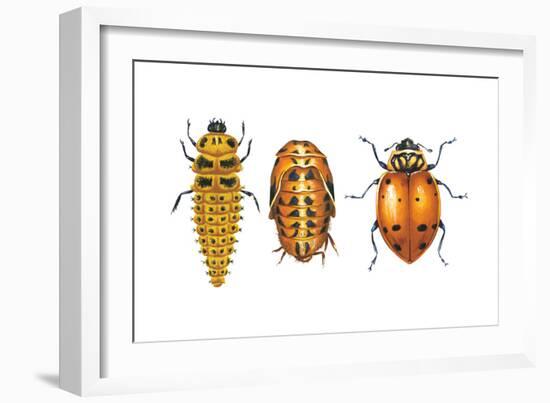 Ladybird Beetle Larva, Pupa and Adult (Coccinellidae), Ladybug, Insects-Encyclopaedia Britannica-Framed Art Print