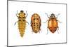 Ladybird Beetle Larva, Pupa and Adult (Coccinellidae), Ladybug, Insects-Encyclopaedia Britannica-Mounted Art Print