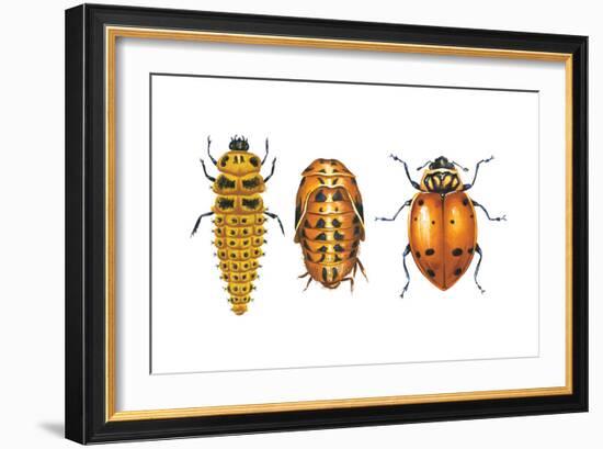 Ladybird Beetle Larva, Pupa and Adult (Coccinellidae), Ladybug, Insects-Encyclopaedia Britannica-Framed Art Print