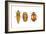 Ladybird Beetle Larva, Pupa and Adult (Coccinellidae), Ladybug, Insects-Encyclopaedia Britannica-Framed Art Print