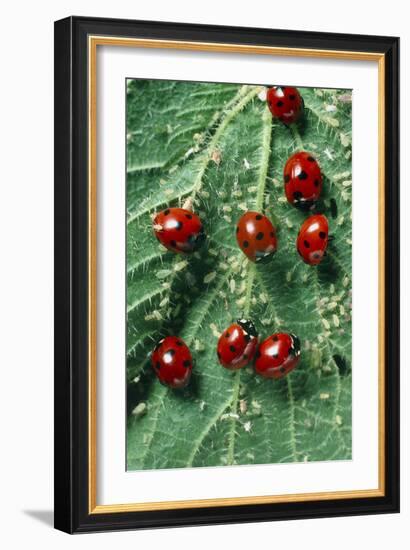Ladybird Beetles Eating Aphids on a Nettle Leaf-Dr. Jeremy Burgess-Framed Photographic Print