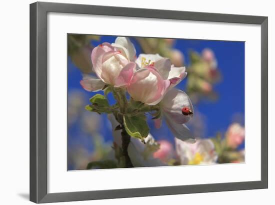 Ladybird on Apple Blossom-Ludwig Mallaun-Framed Photographic Print