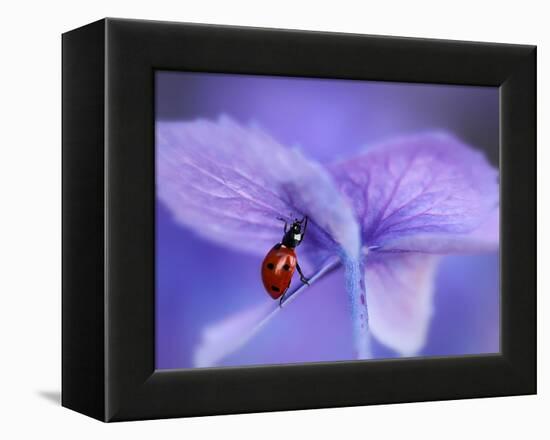 Ladybird on Purple Hydrangea-Ellen Van-Framed Premier Image Canvas