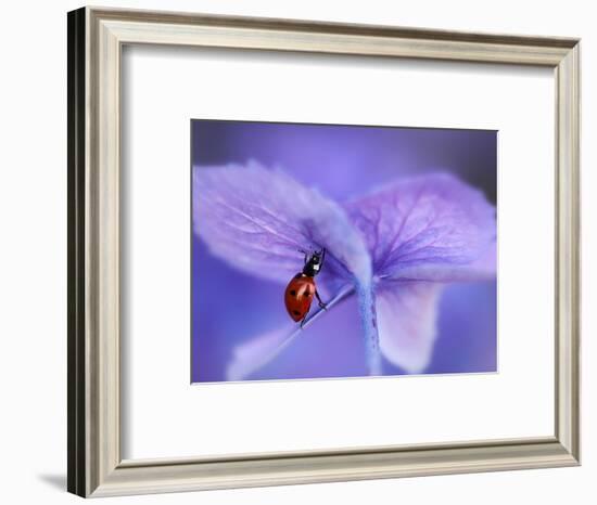 Ladybird on Purple Hydrangea-Ellen Van-Framed Photographic Print
