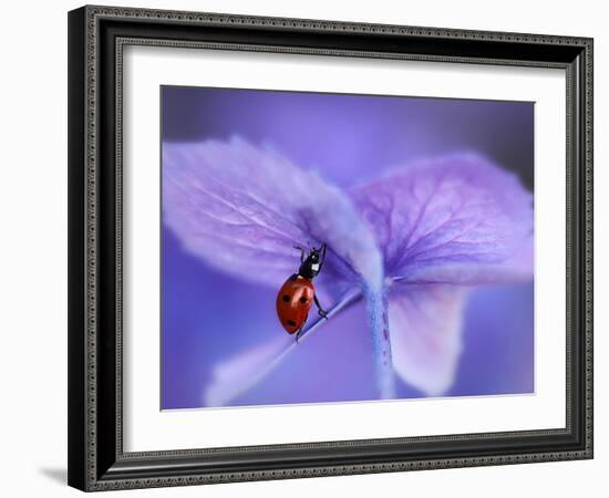 Ladybird on Purple Hydrangea-Ellen Van-Framed Photographic Print