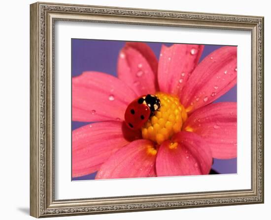 Ladybird-Ratier-Framed Art Print