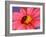 Ladybird-Ratier-Framed Art Print