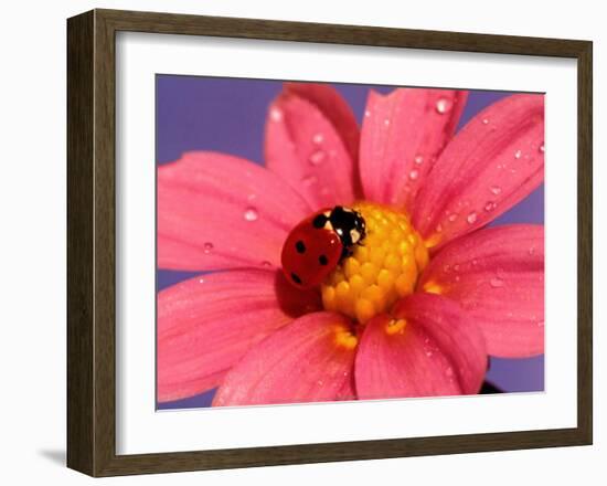 Ladybird-Ratier-Framed Art Print