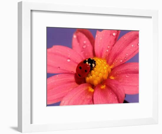 Ladybird-Ratier-Framed Art Print