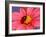 Ladybird-Ratier-Framed Art Print