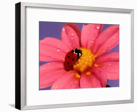 Ladybird-Ratier-Framed Art Print