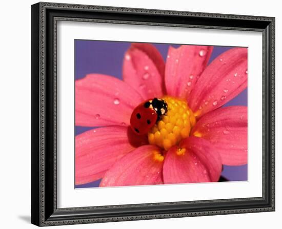 Ladybird-Ratier-Framed Art Print