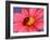 Ladybird-Ratier-Framed Art Print