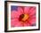 Ladybird-Ratier-Framed Art Print