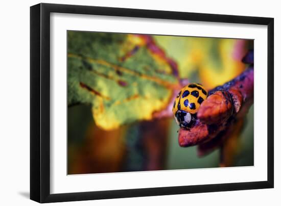 Ladybird-Pixie Pics-Framed Photographic Print