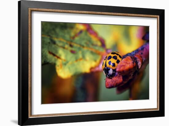 Ladybird-Pixie Pics-Framed Photographic Print