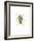 Ladybird-Alexis Marcou-Framed Art Print