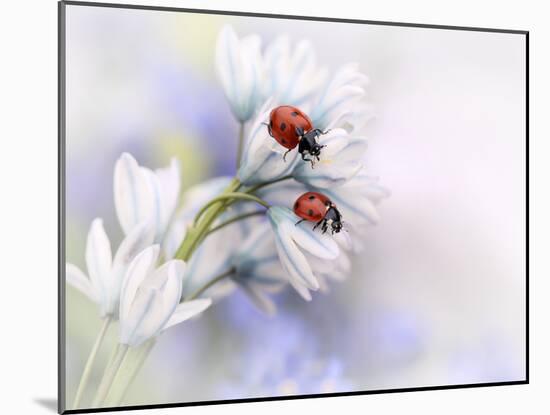 Ladybirds-Ellen Van Deelen-Mounted Photographic Print