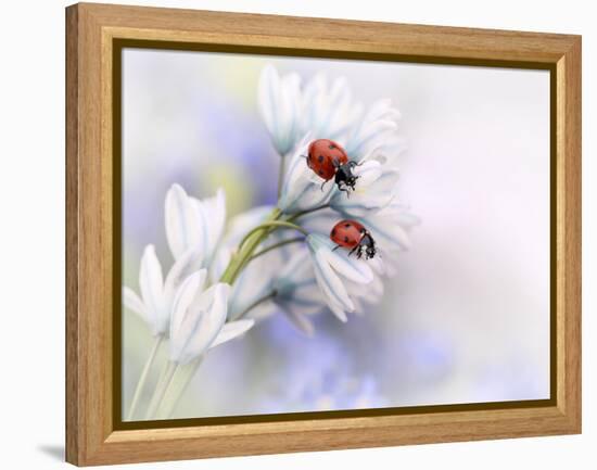 Ladybirds-Ellen Van Deelen-Framed Premier Image Canvas