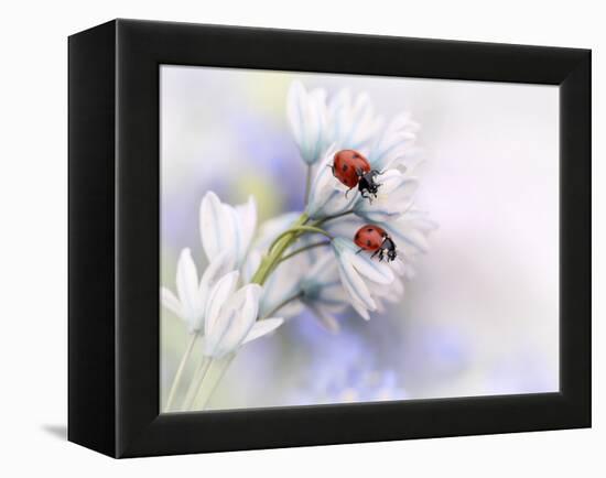 Ladybirds-Ellen Van Deelen-Framed Premier Image Canvas