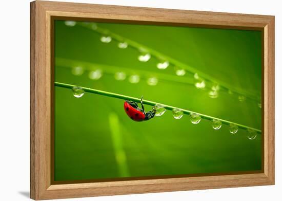 Ladybug And Waterdrops-silver-john-Framed Premier Image Canvas